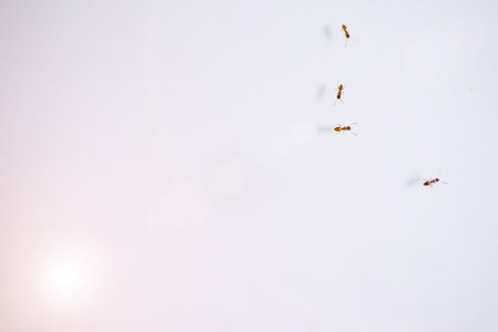 Many ant on white space.の写真素材