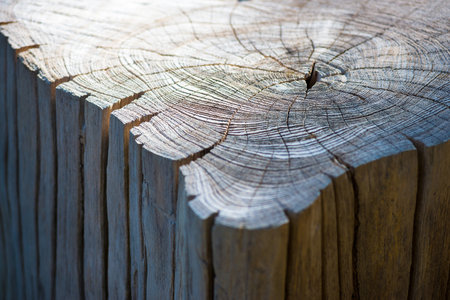 section of stump with large trunk and beautiful texture.の写真素材