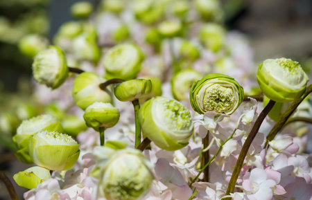 The lotus and orchid are naturally shaped and some of them are beautifully designed and collected to...
