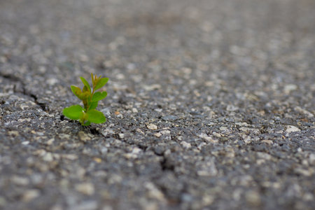 A small tree formed at the crevice on a concrete road surface.
