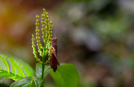 Insect grasshopper eating plants.の写真素材