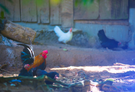 Asian chicken breedsの写真素材
