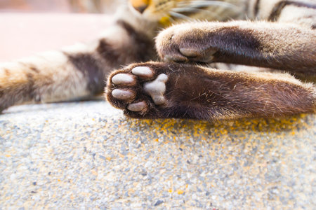 Cat's feet covered with hairs.の写真素材