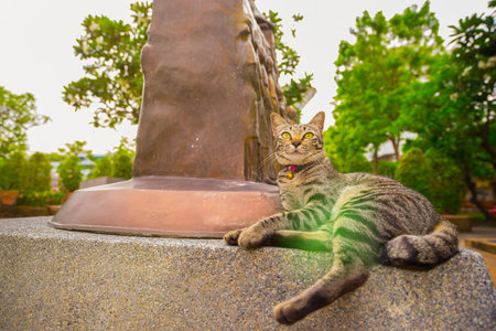 Cat breeds of Asian appearance, mannerisms.の写真素材
