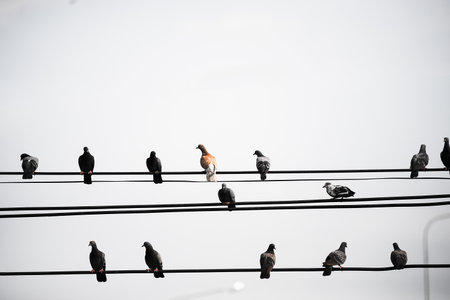 Birds perch high voltage lines.の写真素材