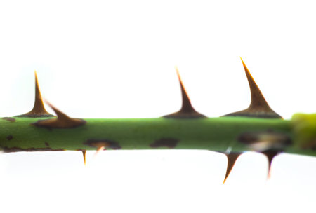 The spikes of a tree on a white background.の写真素材