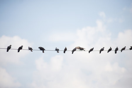 A large number of birds live on high voltage cables.の写真素材