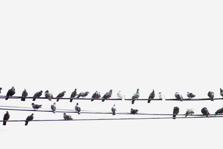 A large number of birds live on high voltage cables.