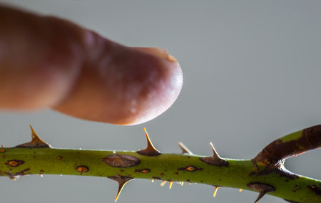 The sharp thorny branches with fingers on the gray background.の写真素材