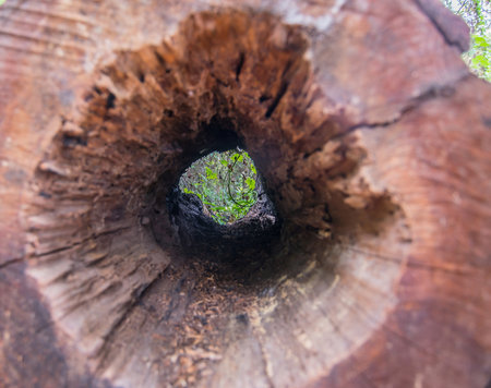 View of a vine in the forest looking through the stumps.の写真素材