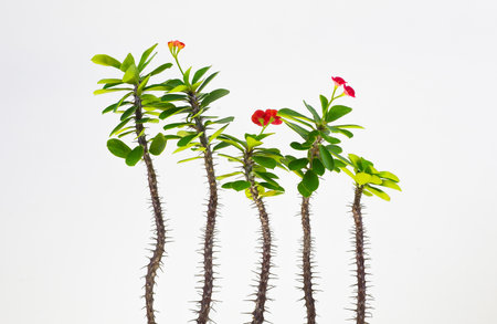 The tree has trunks with beautiful red flowers and thorns, with a white backdrop.の写真素材