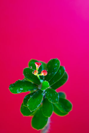 Fresh green leaves and bright red blooming flowers with beautiful water drops on a red background.の写真素材