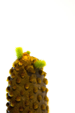 The sprouting of a cactus. On a white backdrop.の写真素材