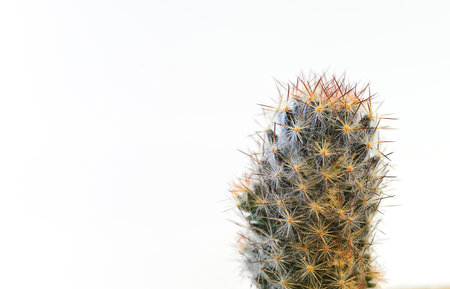 Spines of cactus, spines of desert plantsの写真素材