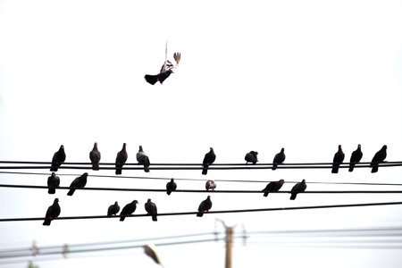 Many birds are clustered high voltage wiring. On white backdropの写真素材