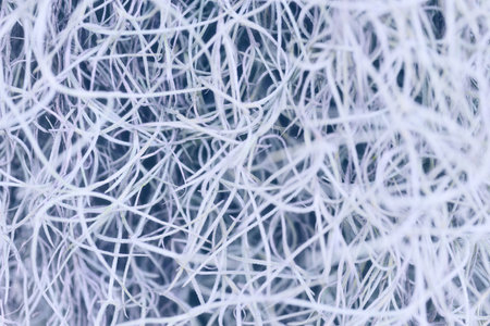 Pattern of horseradish in pastel colors.の写真素材