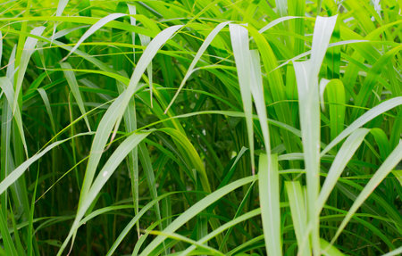 Leaves of dense and lush vegetation.