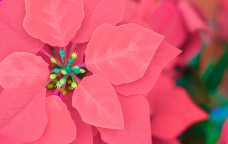 Red flowers that are bloomingの写真素材