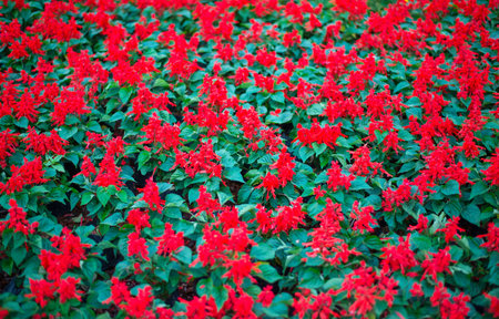 Red flowers in the gardenの写真素材