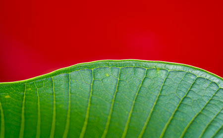 Green leaves on a red backgroundの写真素材