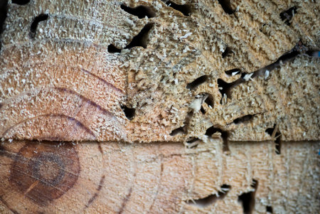 The texture of the old wooden wallpaperの写真素材