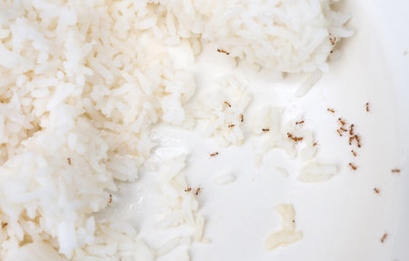 Ants that are eating riceの写真素材