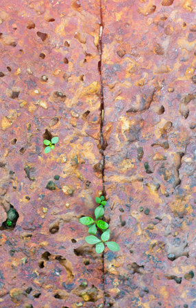 Image of a tree growing naturally on a rock surface crack.の写真素材