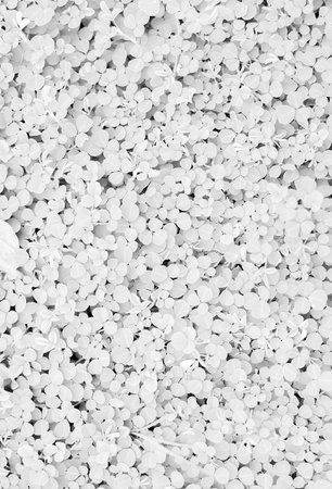 White leaf clusters from dense top view.の写真素材