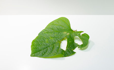 Single leaf picture, white scene with empty space with light and shadow.