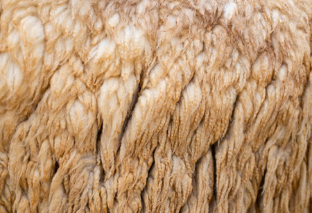 Natural fur background pattern image, white tones, brownの写真素材
