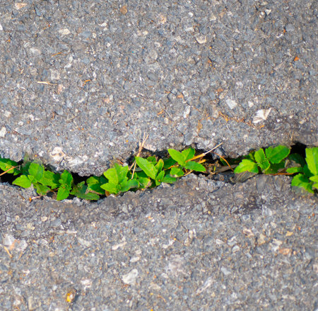 The tree bloom in concrete cracks.の写真素材