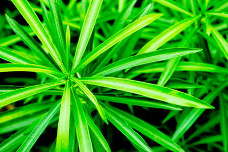 group of plants, natural green leaves