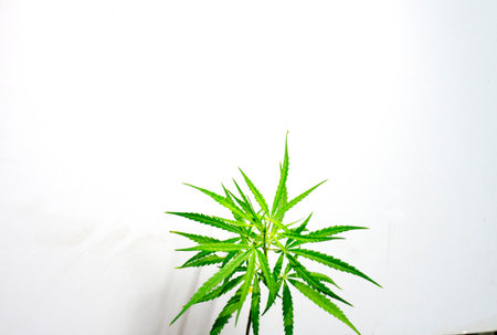 Medicinal plants, cannabis plants on a white backgroundの写真素材