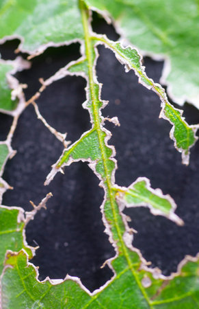 green plant leaves torn leaf-eating insect pestsの写真素材