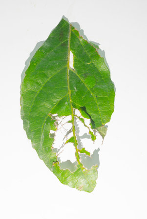 Green plant leaves torn, torn from pests, leaf-eating insects resting on a white background.