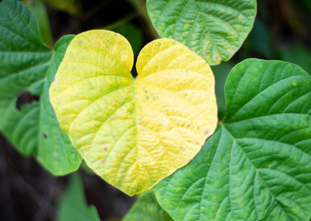 Yellow plant leaves, torn, torn by pests, leaf-eating insects rest on a white background.の写真素材