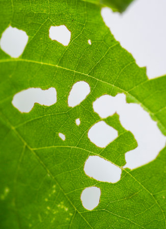 green plant leaves torn leaf-eating insect pestsの写真素材