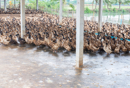 The ducks in the farm with many.の写真素材