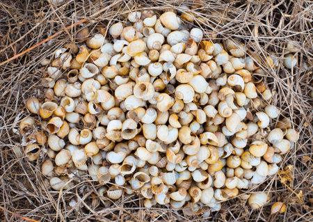 Remains of many old shells