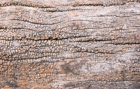 Naturally changing background images and textures of plant objects.