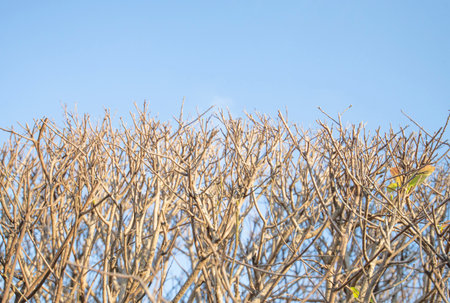 Picture of a big tree branch in the dry season