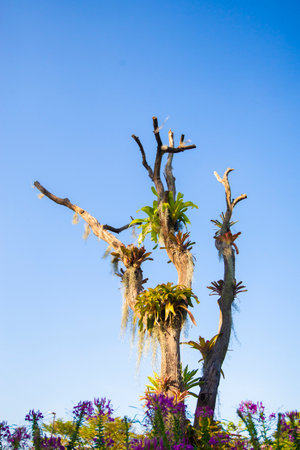 Trees in the season without leaves on a white background.の写真素材