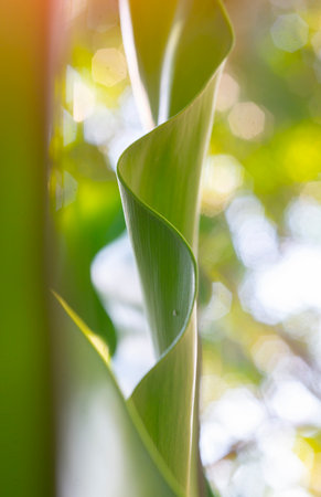 Picture of beautifully shaped leaves against a backdrop of natural light.