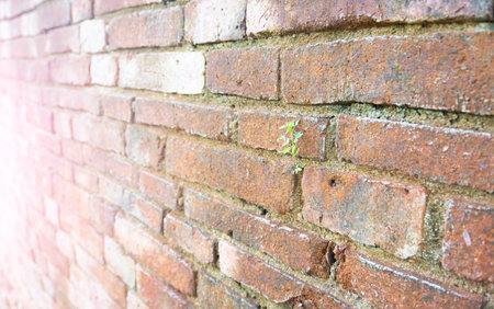 Plant that are born and grow naturally. on the old brick wallの写真素材