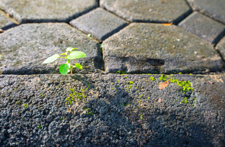 A tree that is born and grow in the natural environment.の写真素材