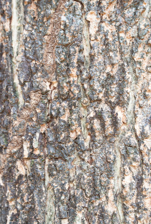 Natural surface bark of tree skin