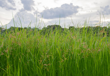 Tree plant that grow in natural environment.
