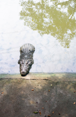 Freshwater crocodile raised for economic purposesの写真素材