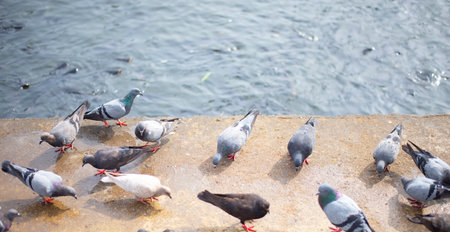 A group of birds that feed on concrete and a waterfront area with fish.の写真素材