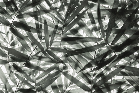 Leaf arrangement ideas Bamboo branches in black and white.